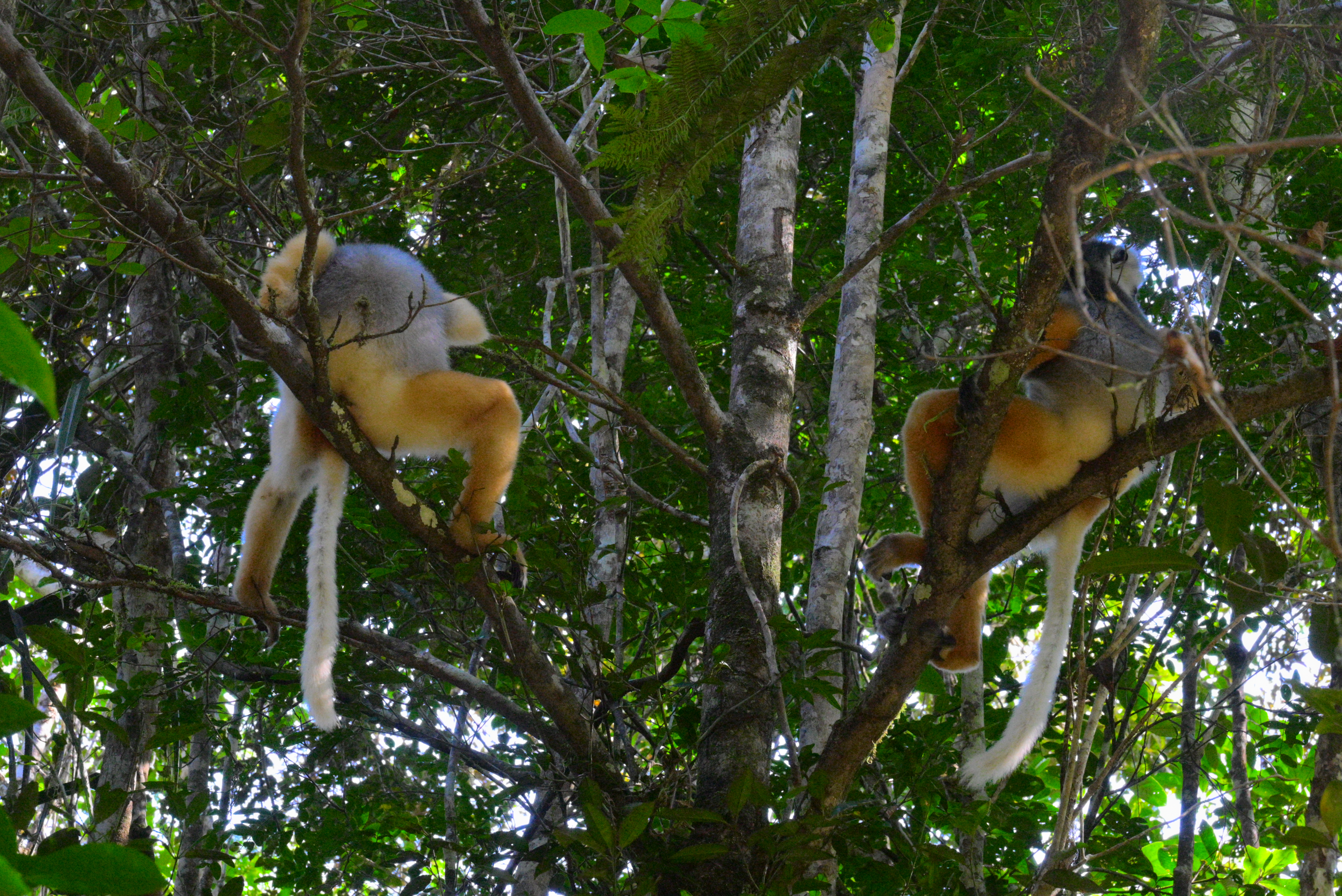 Malagasy mountains (7)