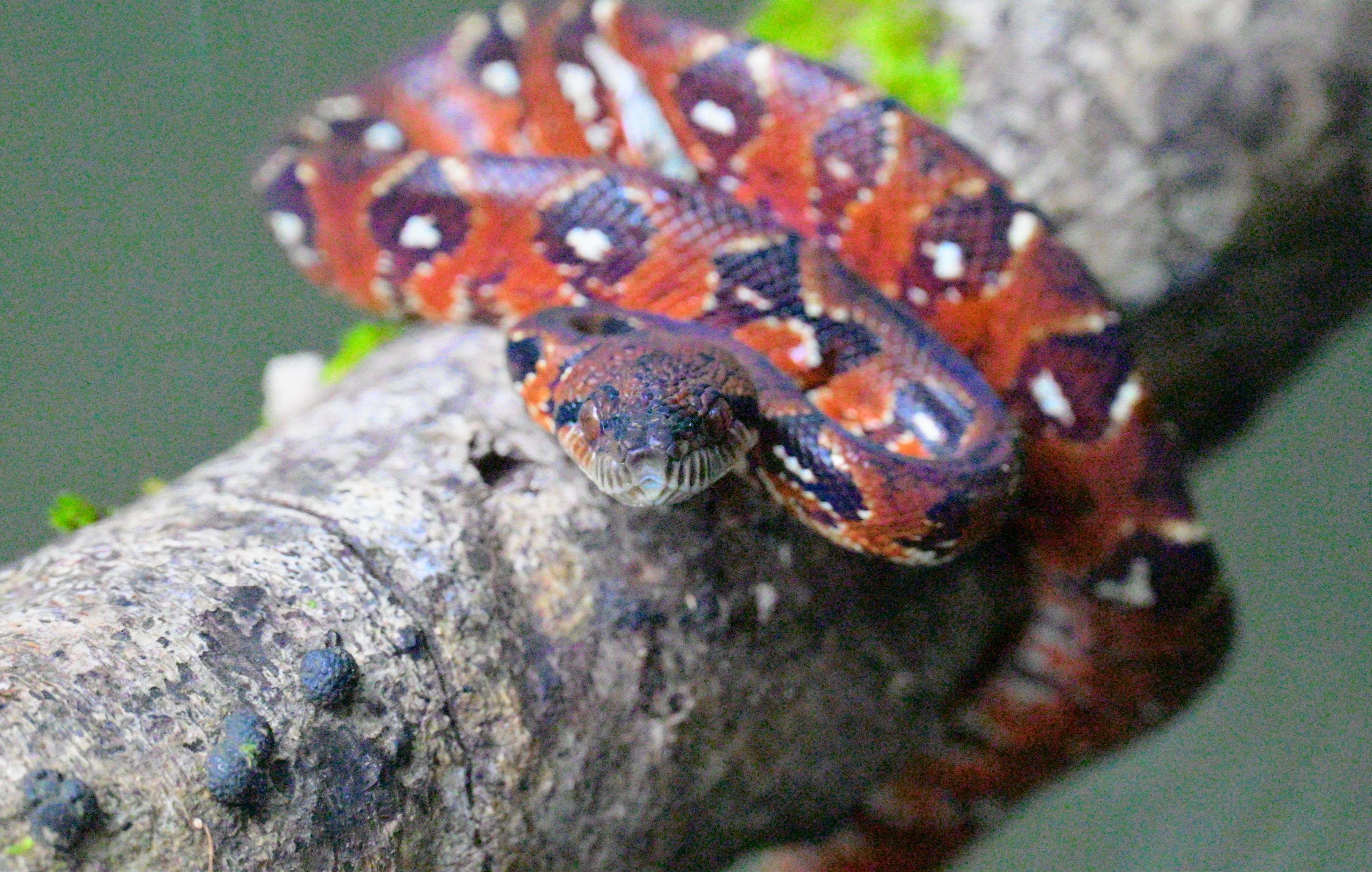 Malagasy mountains (8)