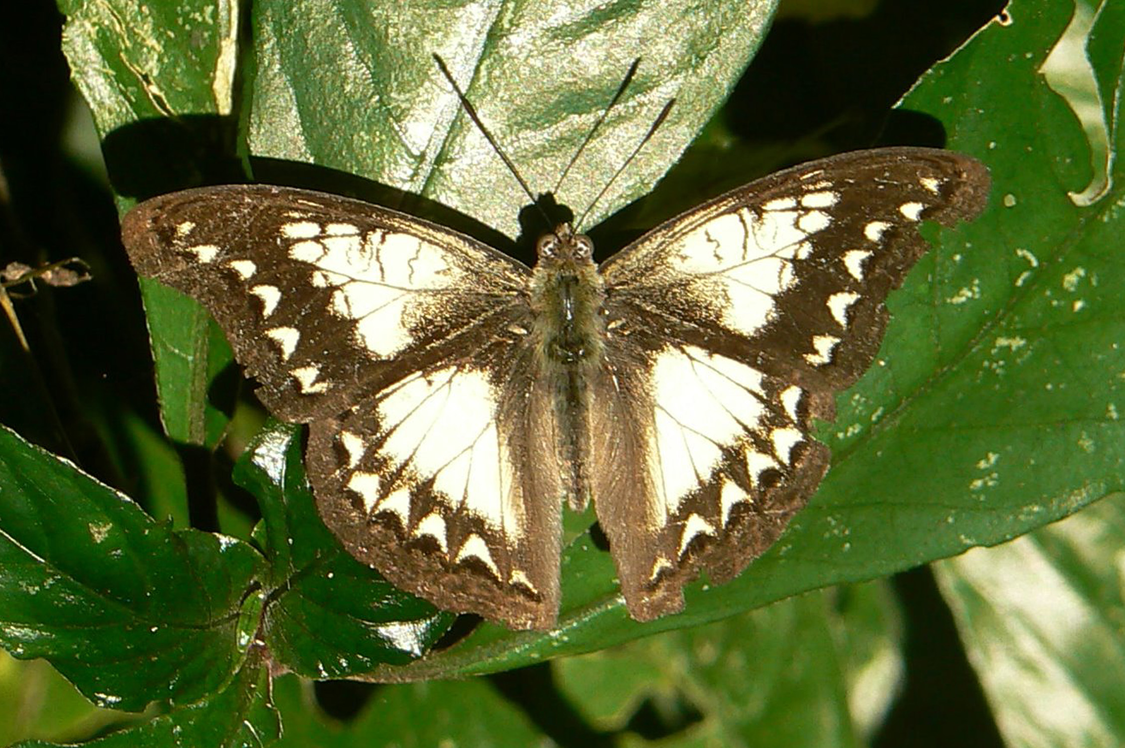 Prof Julian Bayliss (2