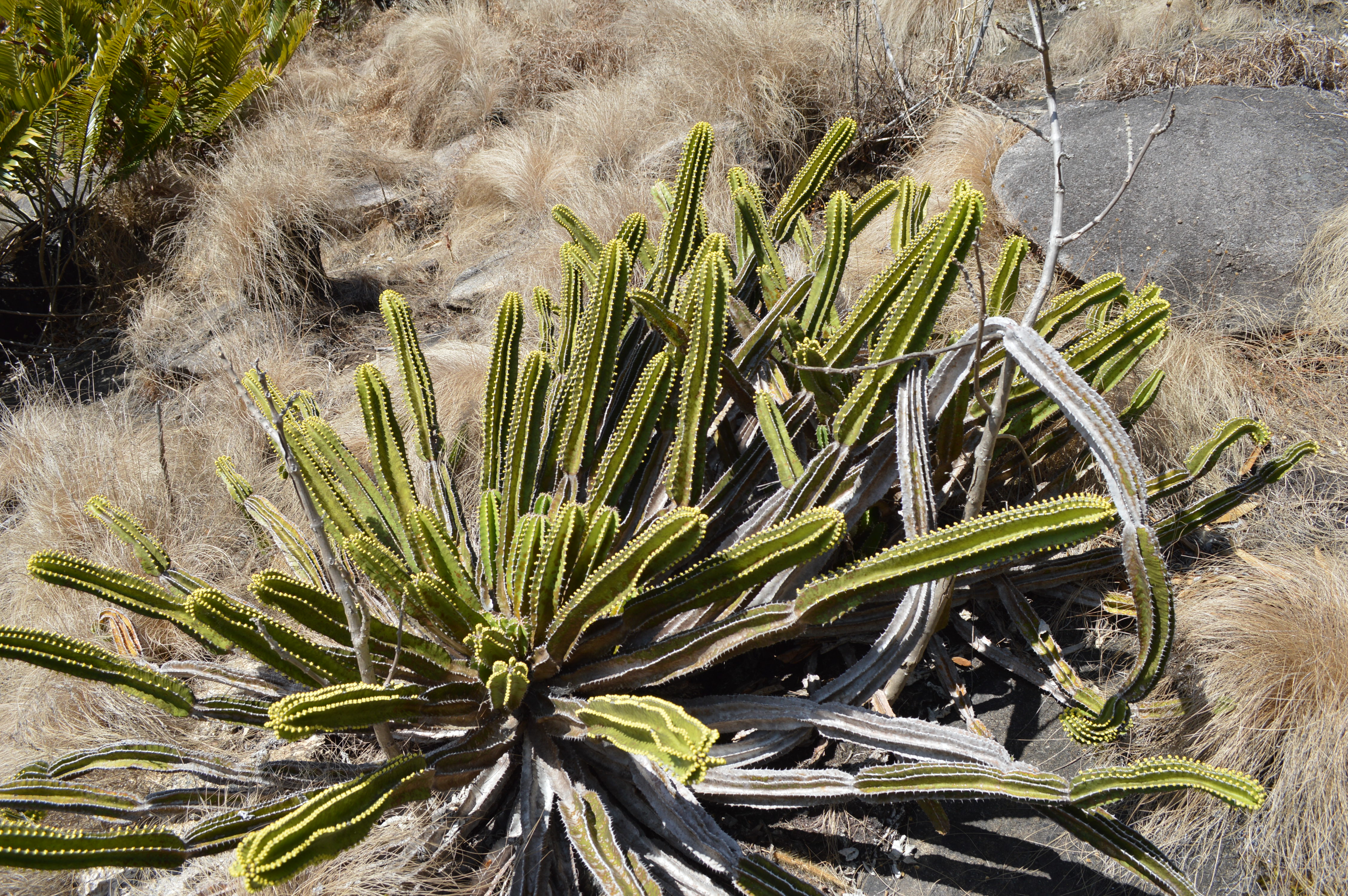 Prof Julian Bayliss (3)