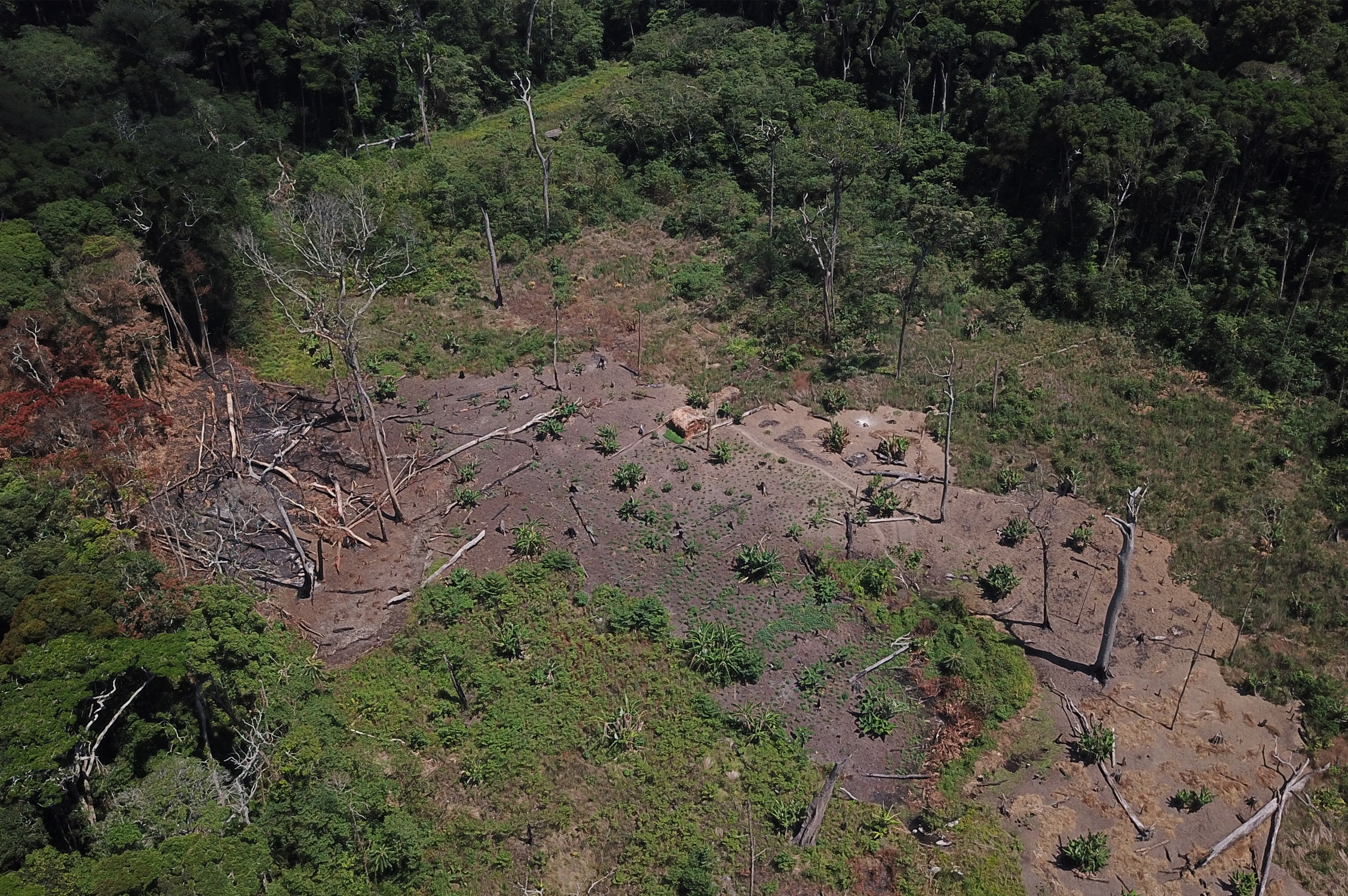 Prof Julian Bayliss (6