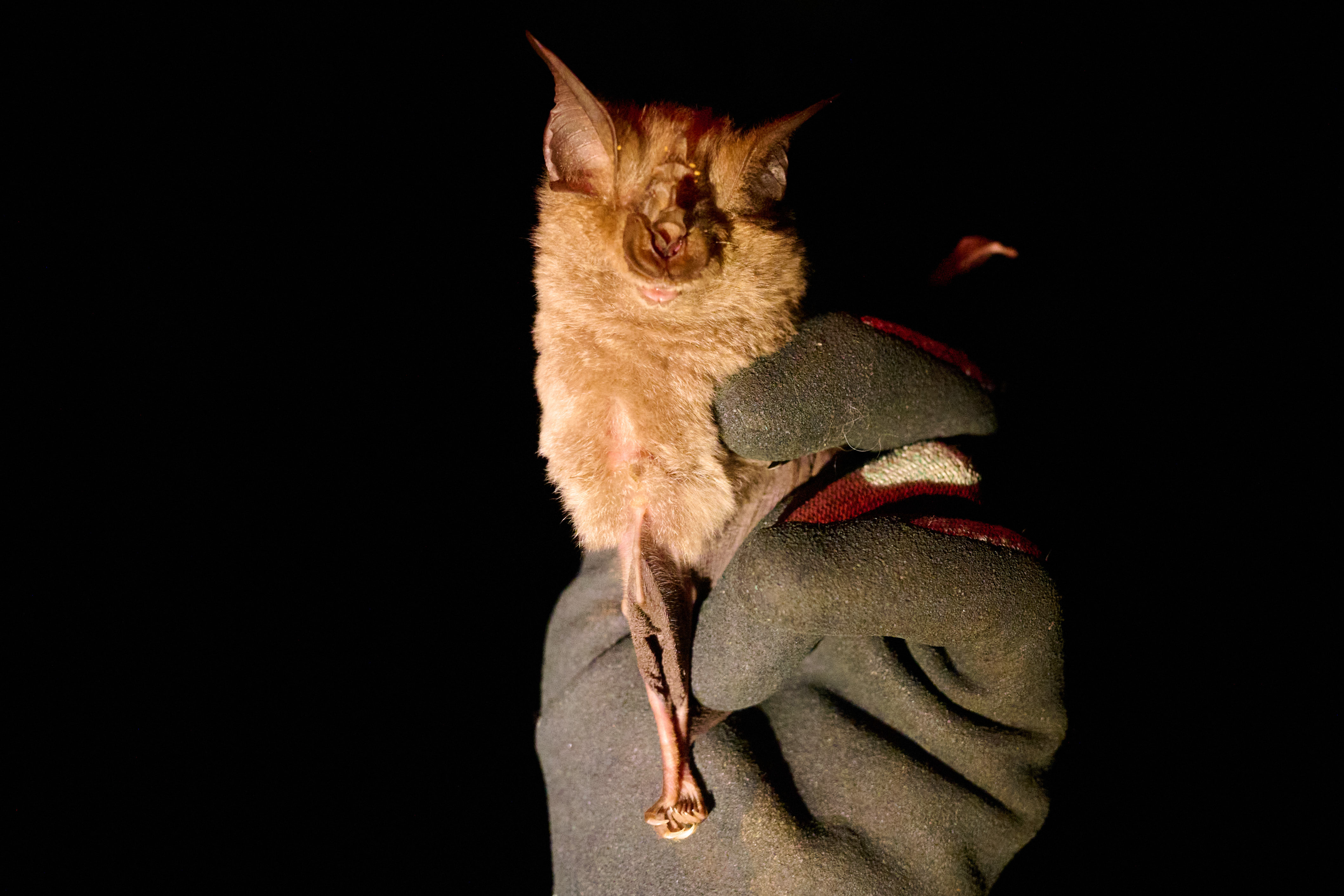 Prof Julian Bayliss (9)