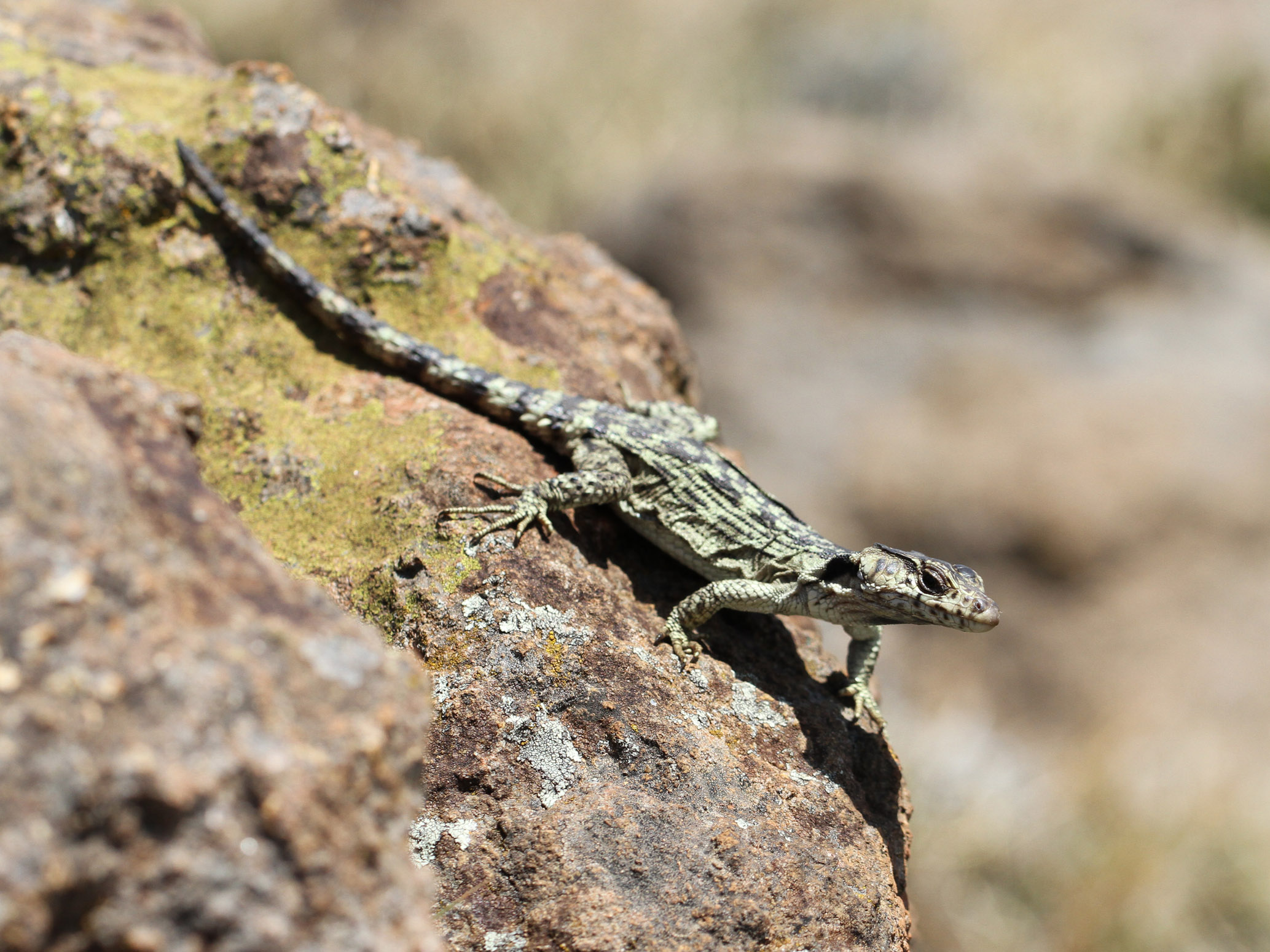 Pseudocordylus_melanotis_subviridis