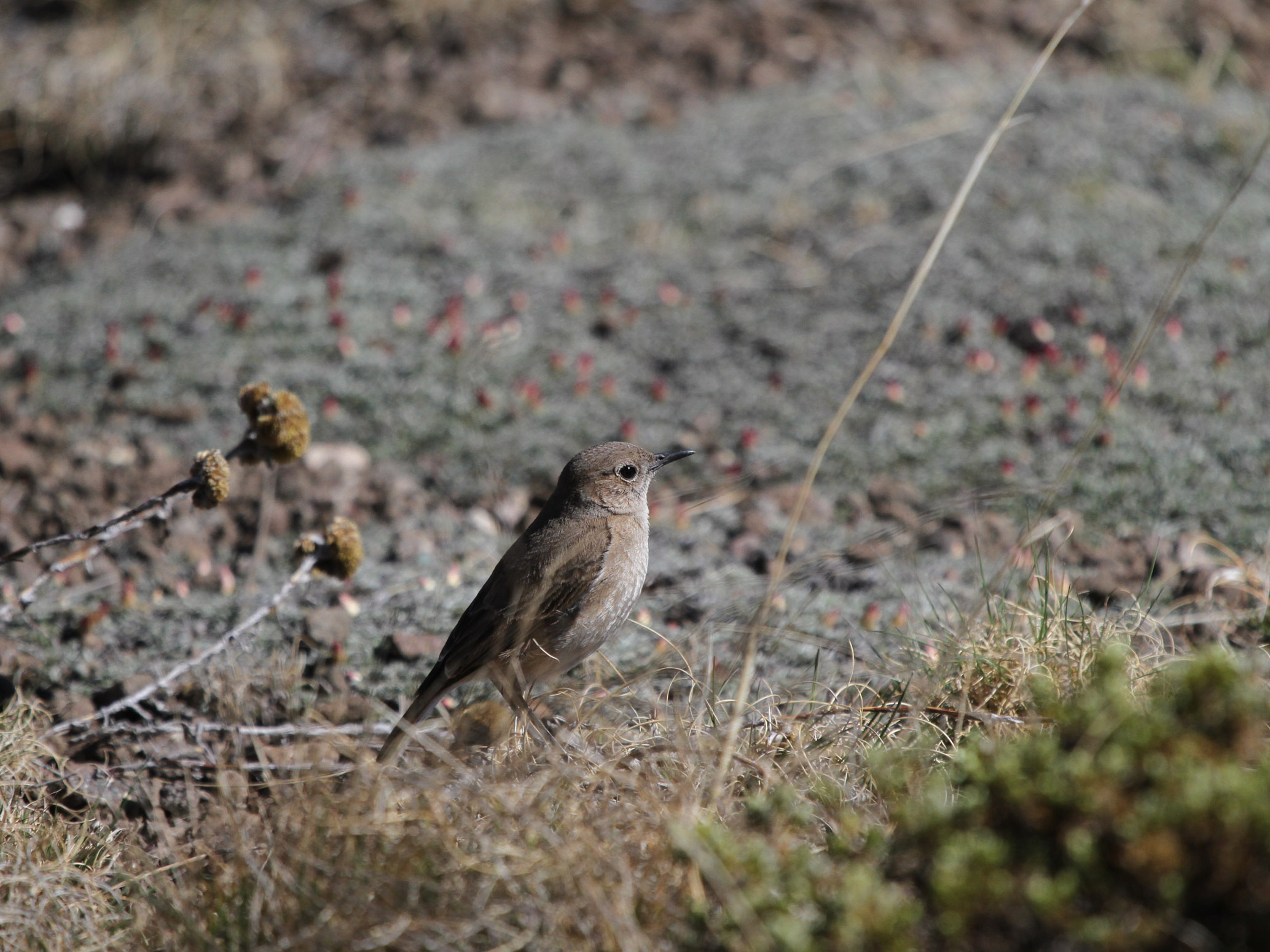 Sickle-winged Chat