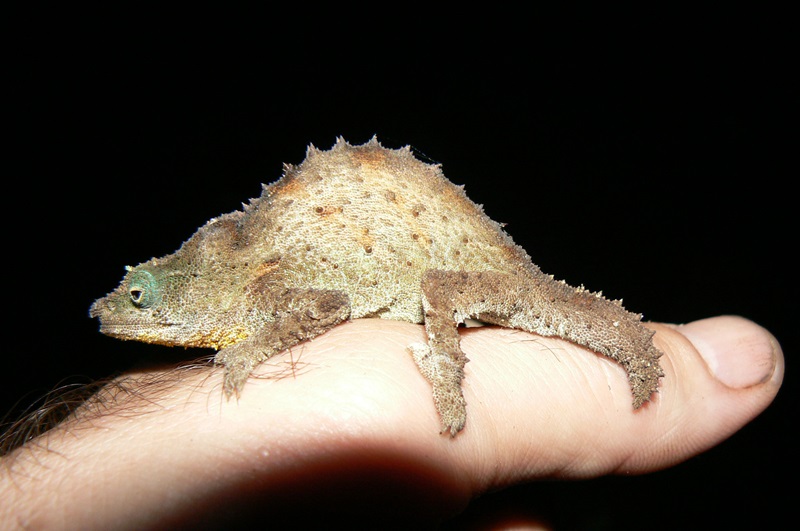 The endemic pygmy chameleon2_JB