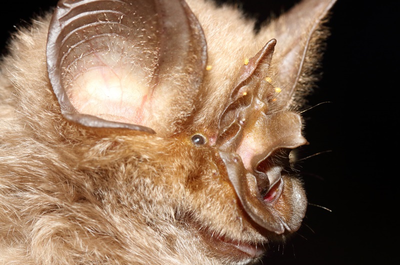The Mabu leaf-nosed bat head_AM