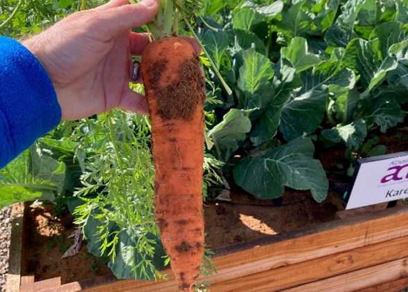 Food tunnels carrot