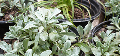 Landscaping plants Landscaping plants